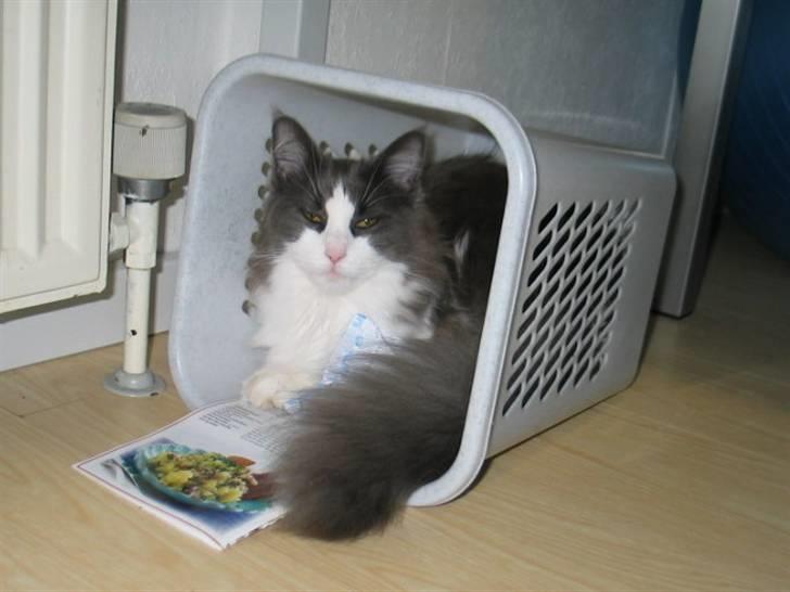 Maine Coon Oceane - Madglad billede 12