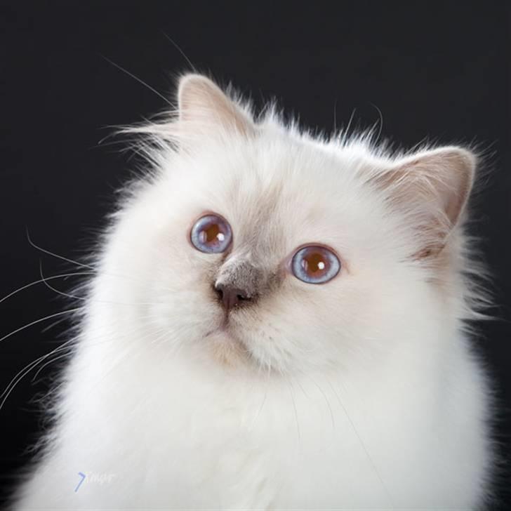 Hellig Birma Sweet Candy Candy SongHio billede 11