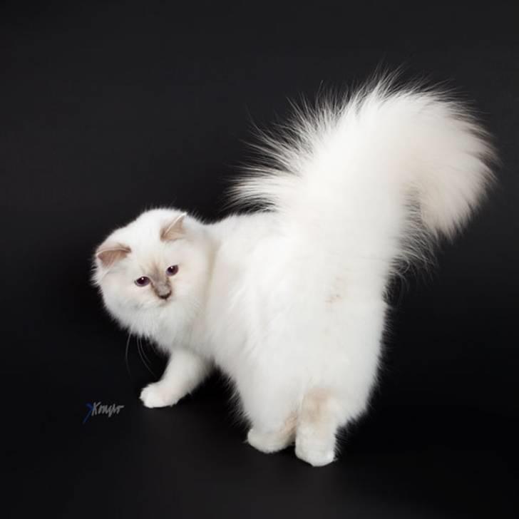 Hellig Birma Sweet Candy Candy SongHio billede 12