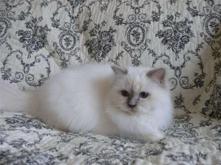 Hellig Birma Sweet Candy Candy SongHio billede 13