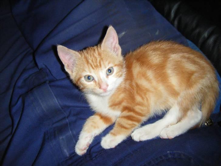 Huskat Garfield 22. september - 11 uger og 4 dage billede 1