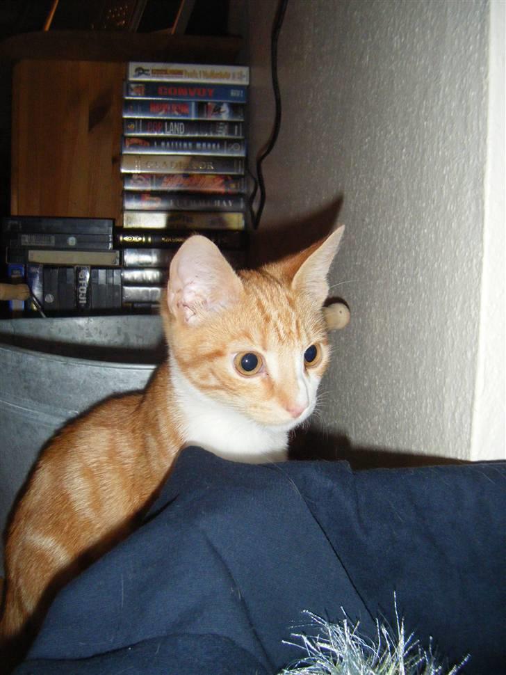 Huskat Garfield 22. september billede 3