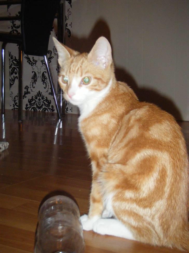 Huskat Garfield 22. september - "bliv nu færdig med den blitz" billede 4