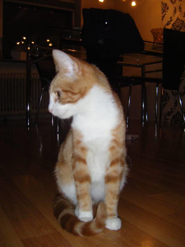 Huskat Garfield 22. september - "nix... du får ikke flere billeder" billede 5