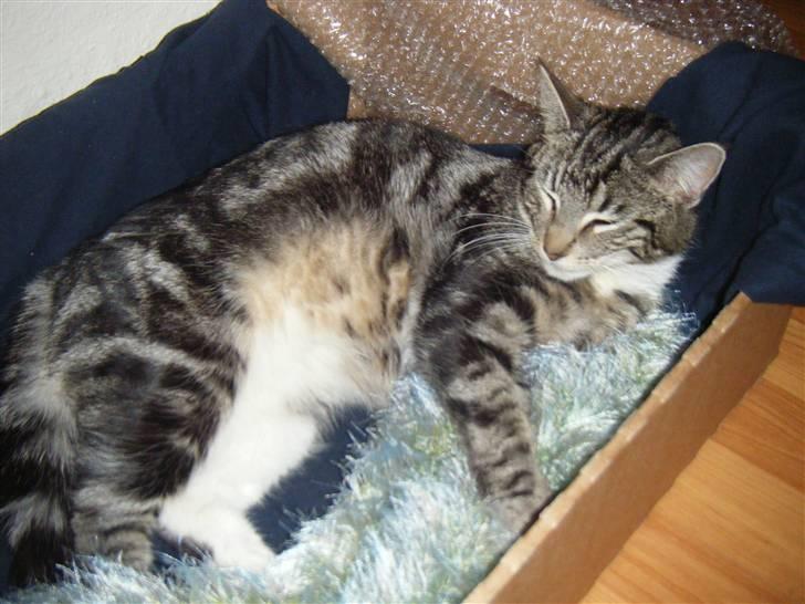 Blanding af racer Mille  oktober  - i kassen, med gravid mave... billede 5