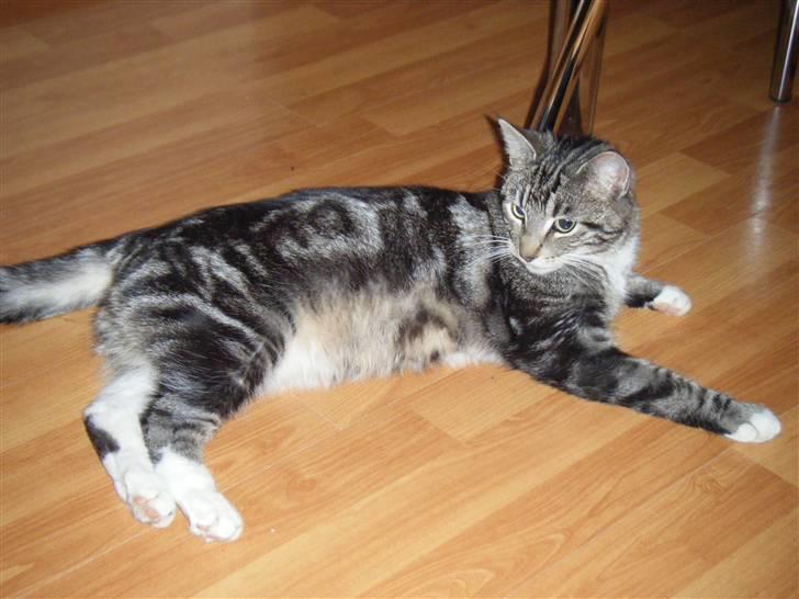 Blanding af racer Mille  oktober  - det er blevet besværligt at ligge på maven billede 6