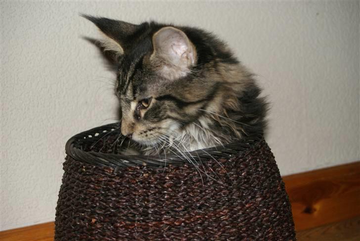 Maine Coon Coonfighters Bozzer - 18 uger billede 3