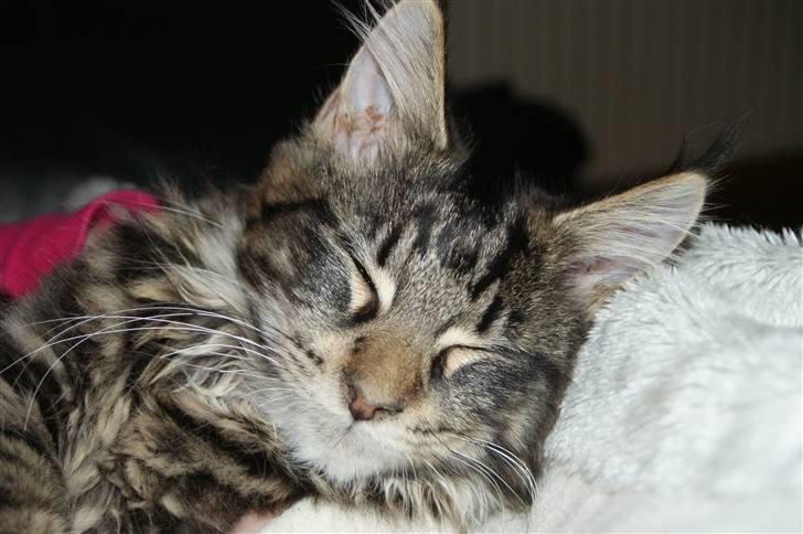 Maine Coon Coonfighters Bozzer - 16 uger billede 4