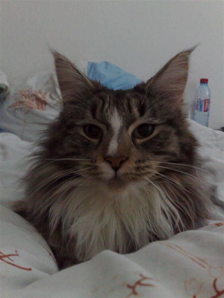 Maine Coon Gigant's Wild at Heart  - putte kat, ja det er jeg billede 5