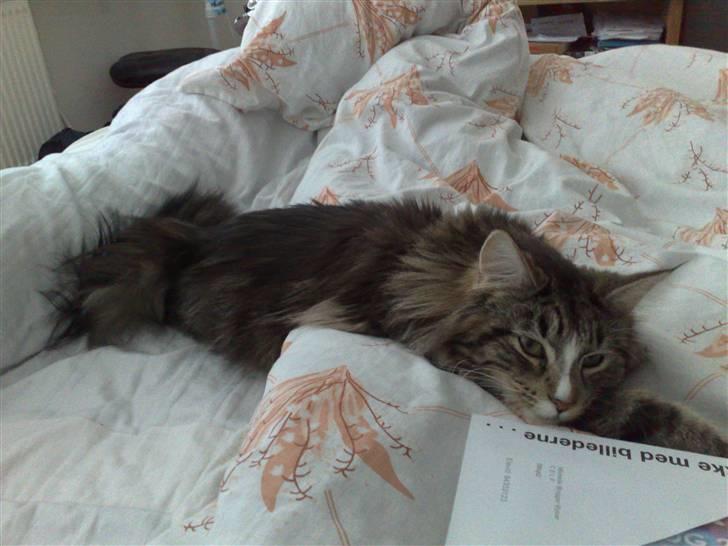 Maine Coon Gigant's Wild at Heart  - lad mig sove! billede 6