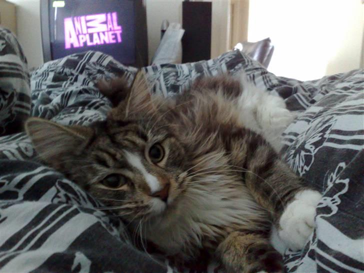 Maine Coon Gigant's Wild at Heart  billede 7