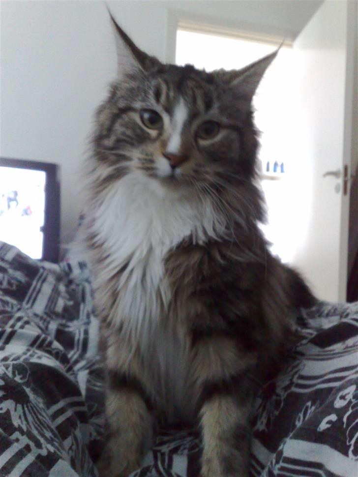 Maine Coon Gigant's Wild at Heart  billede 8