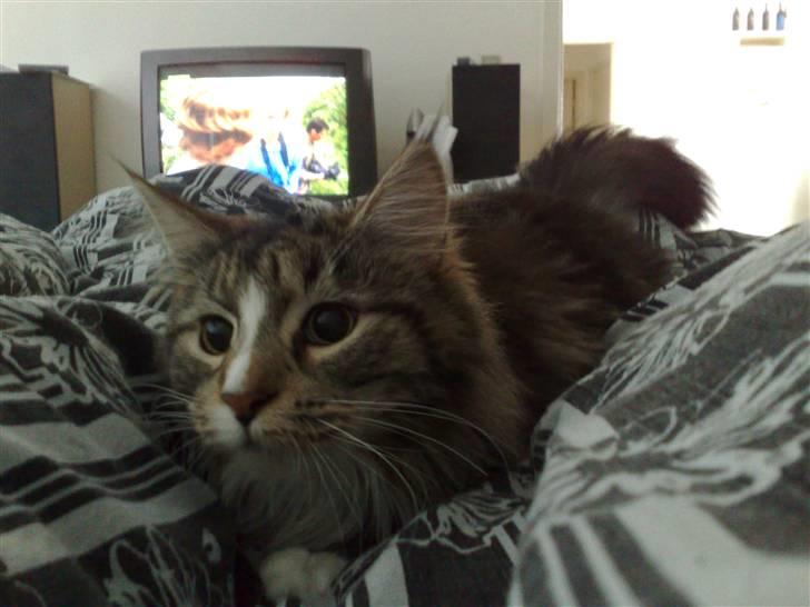 Maine Coon Gigant's Wild at Heart  - uhh, se der! billede 9