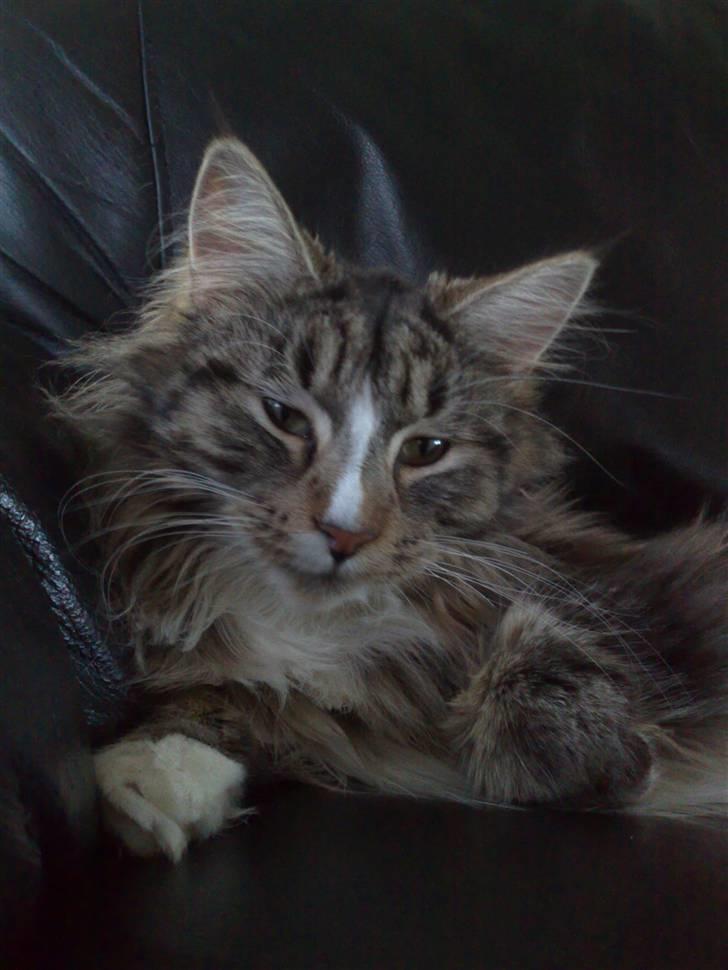 Maine Coon Gigant's Wild at Heart  billede 10