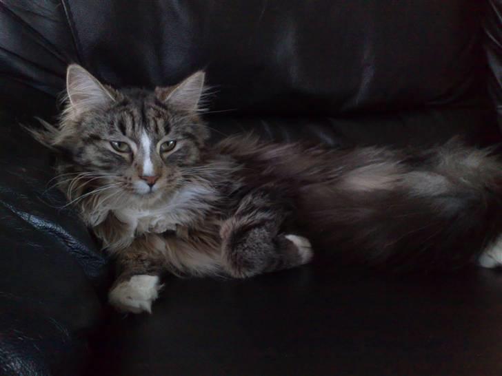 Maine Coon Gigant's Wild at Heart  billede 11