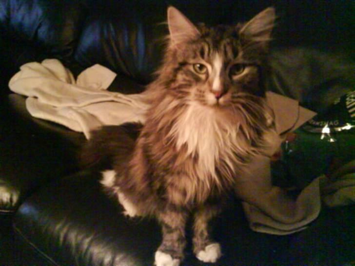 Maine Coon Gigant's Wild at Heart  billede 12
