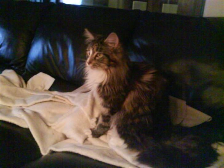 Maine Coon Gigant's Wild at Heart  billede 13