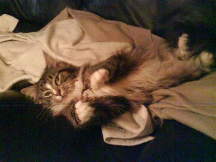 Maine Coon Gigant's Wild at Heart  - kom og nus mig på maven billede 14