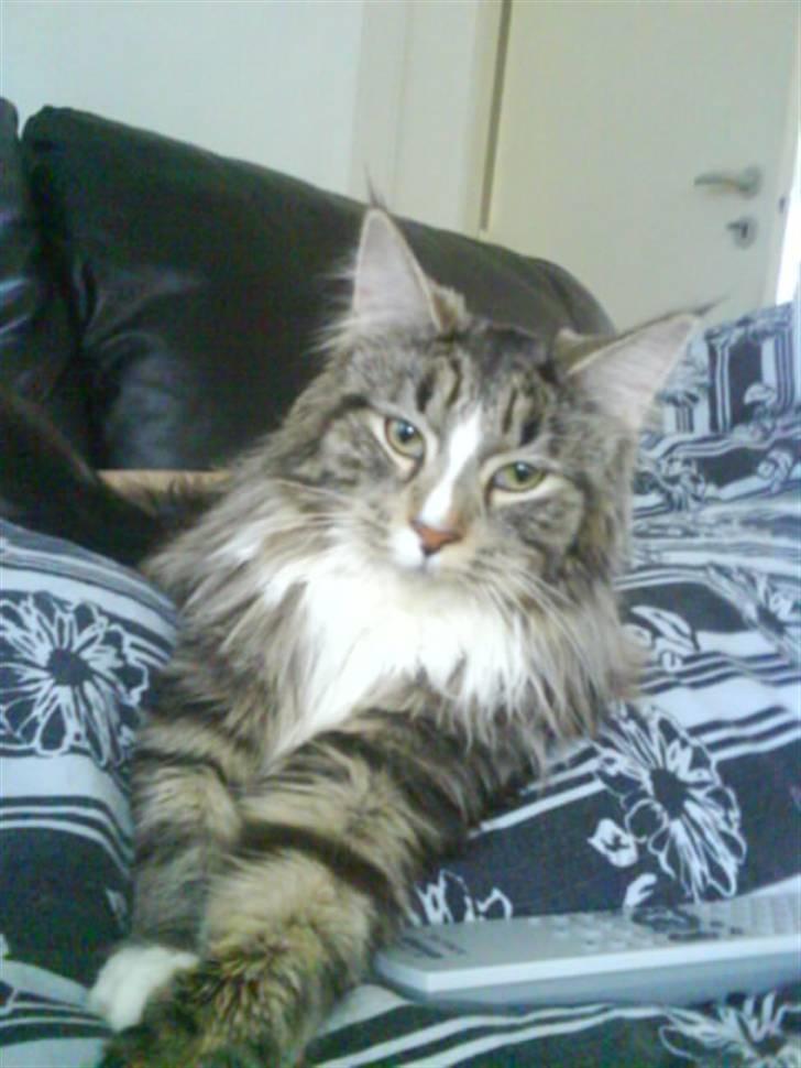 Maine Coon Gigant's Wild at Heart  billede 15