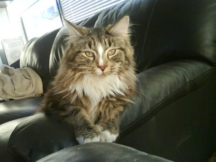 Maine Coon Gigant's Wild at Heart  - er du snart færdig med det billede pjat? gider ik sidde her mere billede 16