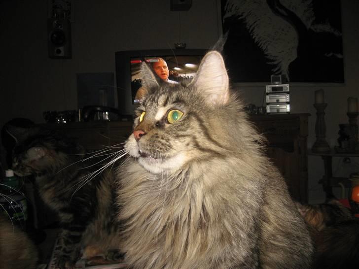 Maine Coon Belisha - Belisha en dejlig dame :) billede 1