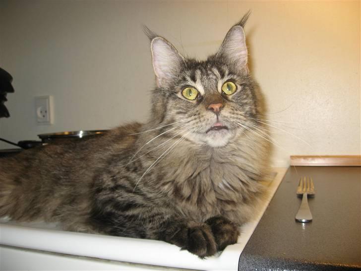 Maine Coon Belisha - Får varmen på komfuret :) billede 2