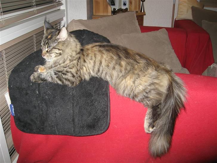 Maine Coon Belisha - En slapper-dag :) billede 3