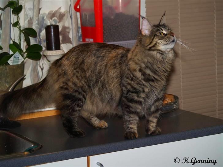 Maine Coon Belisha - Belisha nysgerrig billede 4
