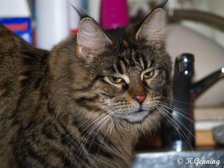 Maine Coon Belisha - Godt udtryk :) billede 5