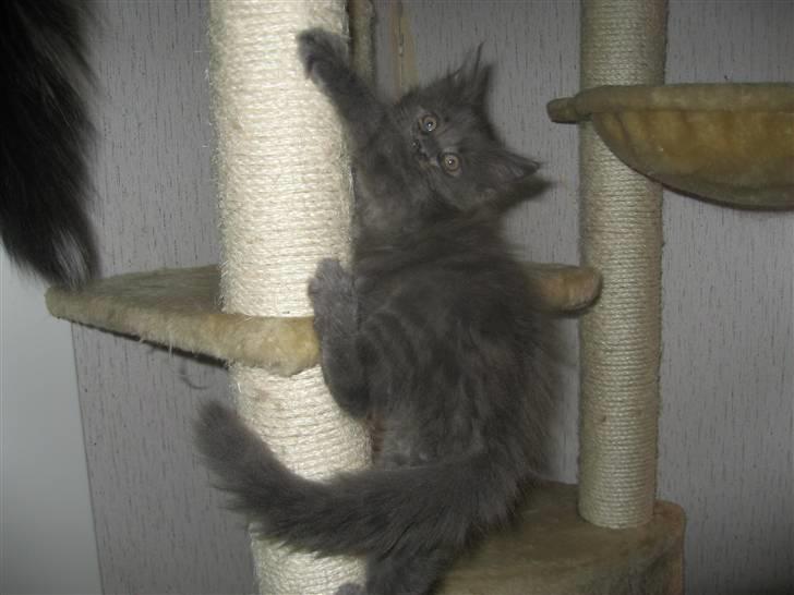 Maine Coon Belisha Girl`s Phoenix - Klatre-drengen billede 1