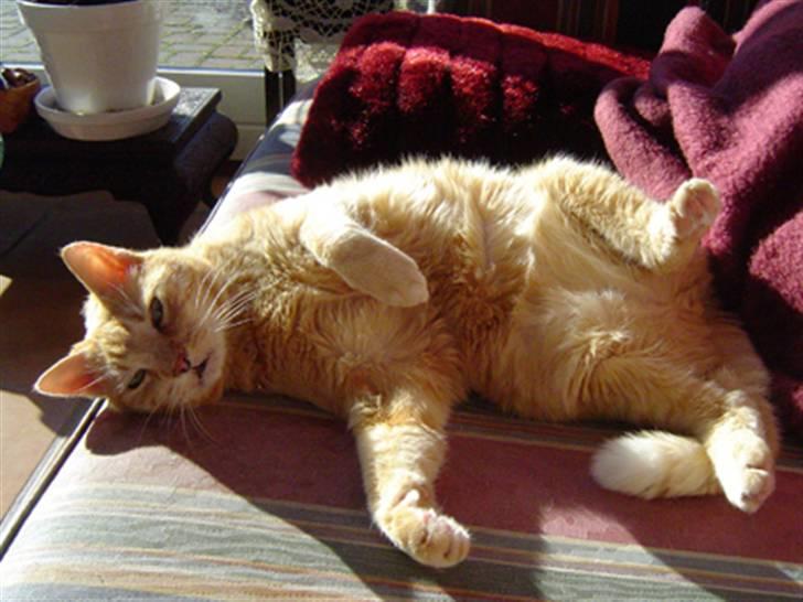 Huskat Emil billede 17