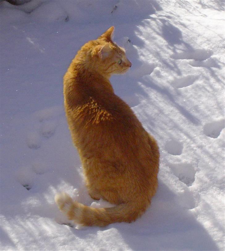 Huskat Emil billede 18