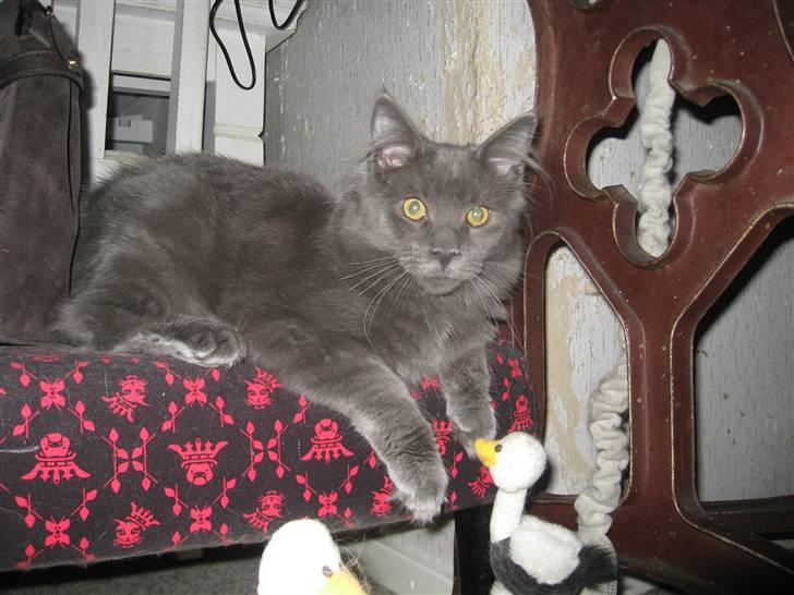 Maine Coon Belisha Girl`s Phoenix - Fotogen :) billede 2