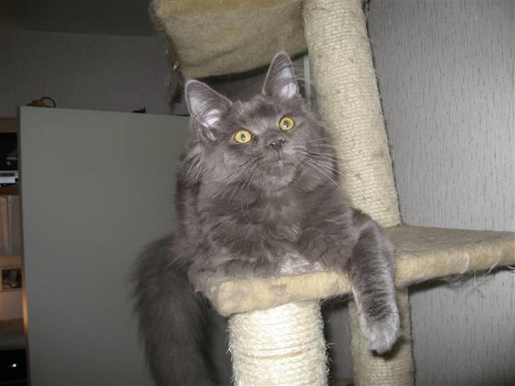 Maine Coon Belisha Girl`s Phoenix - Nysgerrig :) billede 3