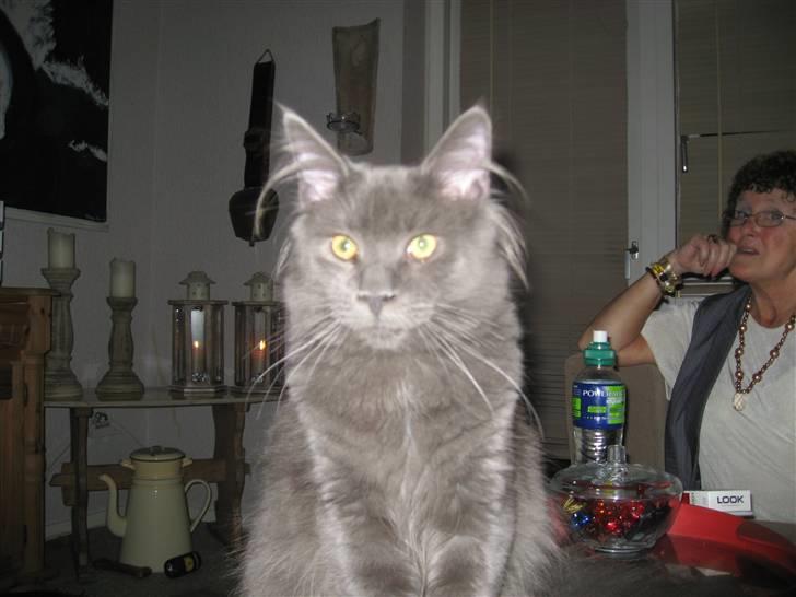 Maine Coon Belisha Girl`s Phoenix billede 4