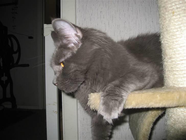 Maine Coon Belisha Girl`s Phoenix - God Profil :) billede 5