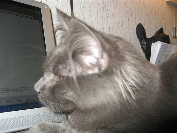 Maine Coon Belisha Girl`s Phoenix - Computer Gut :) billede 6