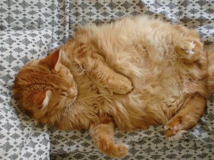 Maine Coon Anton billede 3