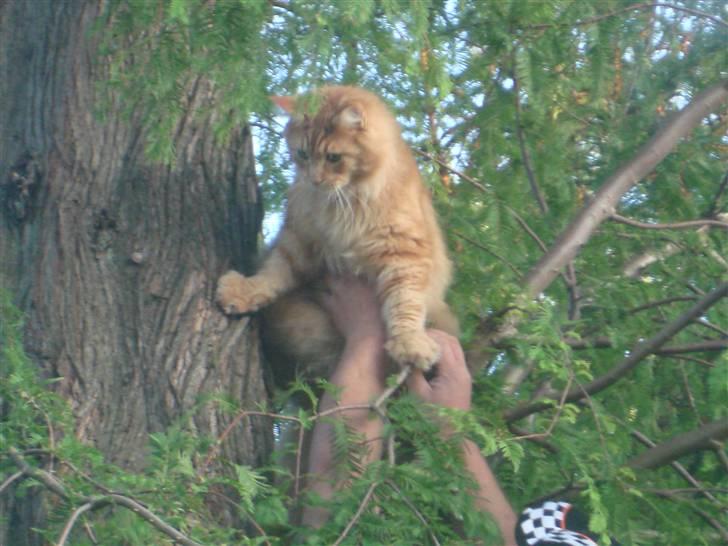 Maine Coon Anton billede 4