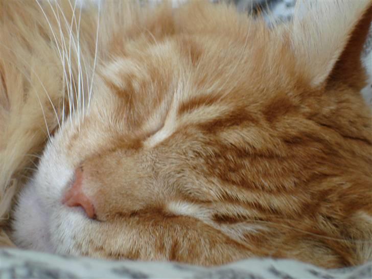 Maine Coon Anton billede 6