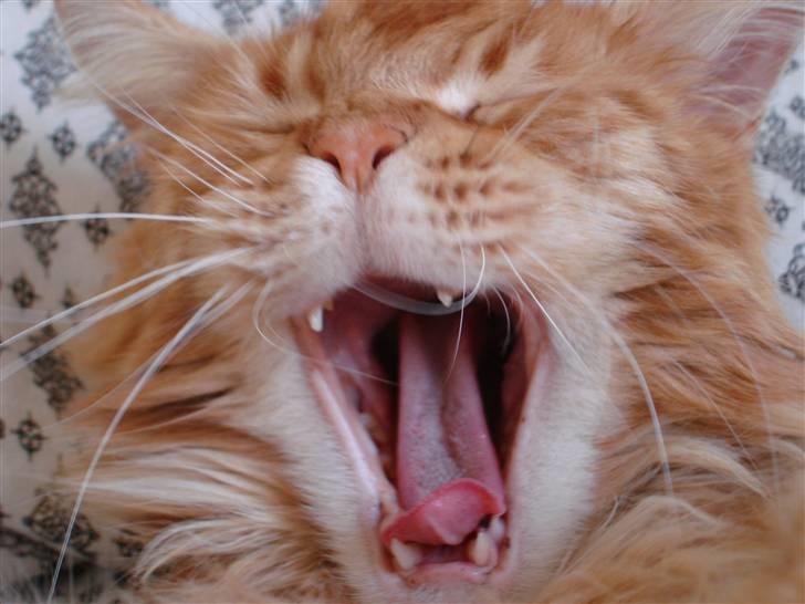 Maine Coon Anton billede 2