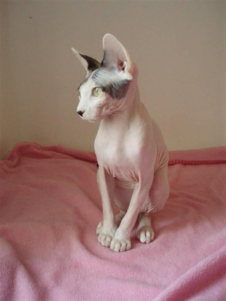 Sphynx Cruella de vil billede 8