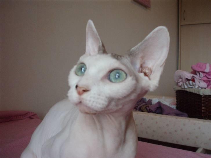 Sphynx My Precious (Perle) billede 6
