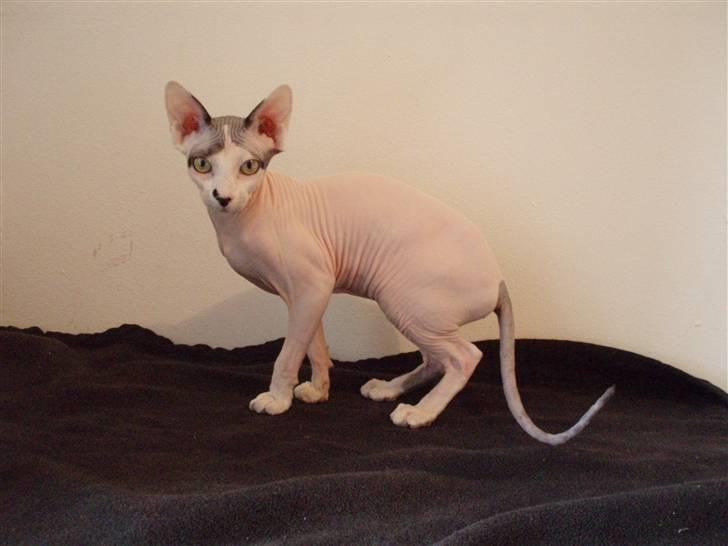 Sphynx Cruella de vil billede 10