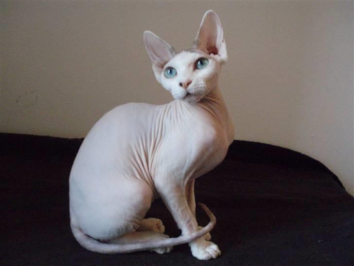 Sphynx My Precious (Perle) billede 7