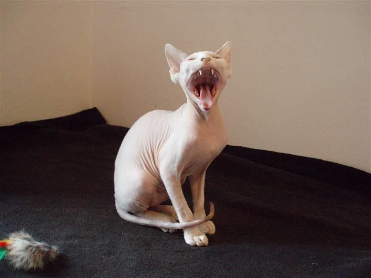Sphynx My Precious (Perle) billede 8