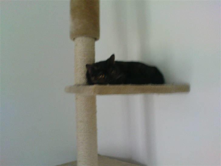 Huskat Bastet - Slapper på kradsetræet | 19/02/2009 billede 16