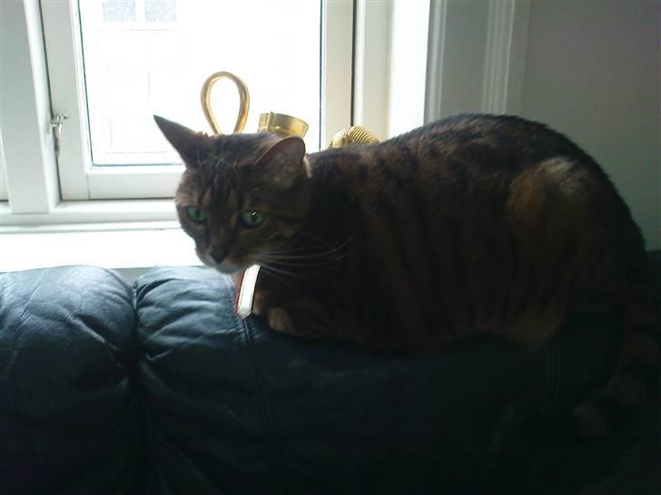 Bengal (Back To Basics) Rose - Eftermiddagssol på sofaen - hvad kan være bedre? | 19/02/2009 billede 17