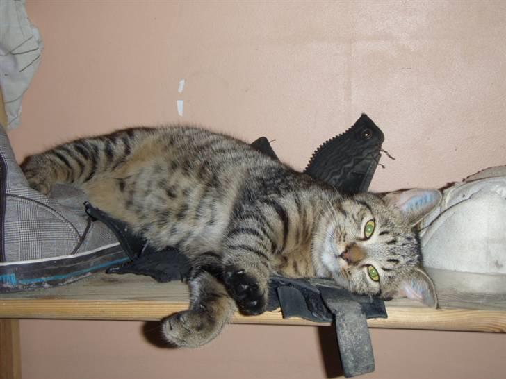 Huskat Alberte billede 1