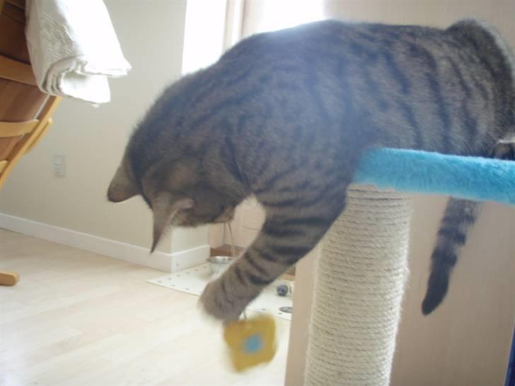 Huskat Alberte billede 2